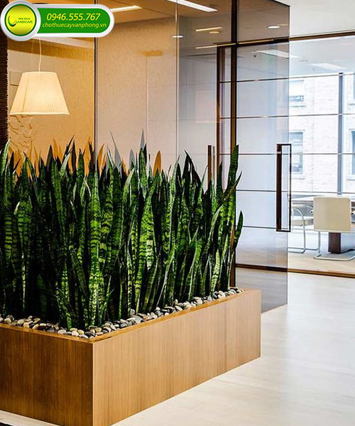 cây cảnh trồng trong văn phòng 