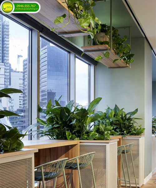 văn phòng cây xanh 