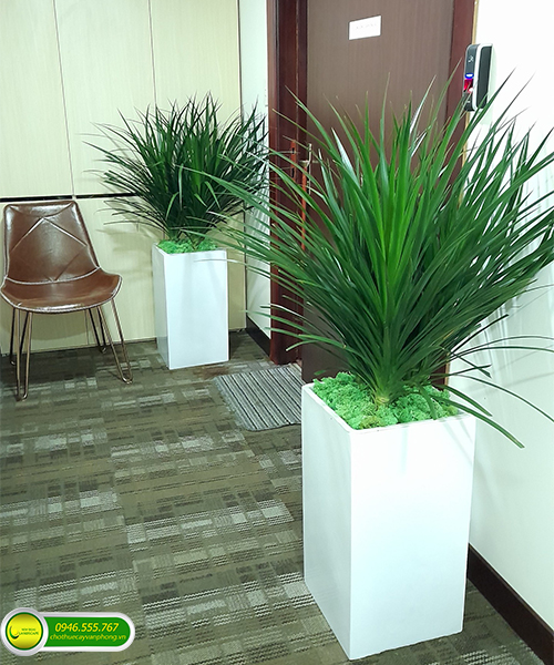 thiet-ke-cay-xanh-van-phong